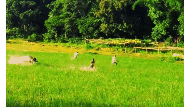  Clip: Trâu “điên” hung hăng tấn công người dân trên ruộng lúa