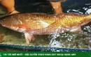 Loài cá có ở Việt Nam được cả thế giới săn đón, chứa một thứ quý như vàng