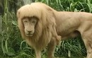 Sư tử ở sở thú Quảng Châu có kiểu “tóc” kỳ quái, sở thú nói gì?