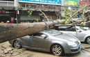  Chùm ảnh bão số 6 Hato tàn phá Hong Kong, Trung Quốc