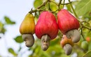 Loài cây "ngược đời" ở Việt Nam có hột ở ngoài quả 