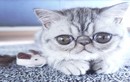 Chú mèo kỳ lạ có đôi mắt khổng lồ không thể khép