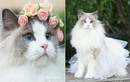 Nhìn phát yêu luôn, cô công chúa mèo xinh nhất thế giới