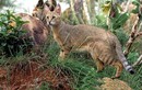 Khám phá loài mèo núi cực quý hiếm của Việt Nam