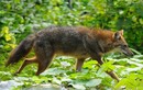 Ngắm vẻ đẹp hoang dại của sói rừng Việt Nam