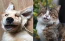 Những hình ảnh cực lố bịch của lũ chó mèo cưng