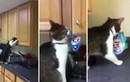 "Siêu trộm" mèo mở tủ bếp lấy bim bim gây sốt mạng