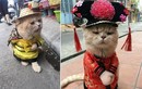 Gặp chú mèo “hoàng thượng” VN nổi tiếng thế giới 