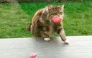 Mèo mang hoa tặng hàng xóm mỗi ngày "đốn tim" bao người