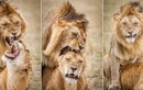 50 sắc thái của vợ chồng vua sư tử khi yêu đương