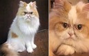 Chú mèo cau có hệt như Grumpy bỗng chốc nổi tiếng