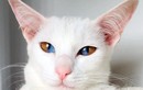 Dị biệt chú mèo có đôi mắt hút "linh hồn" người khác