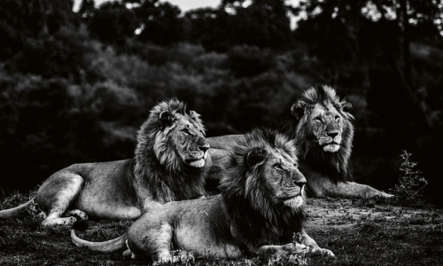 Loạt ảnh đẹp, "độc" về sư tử, chúa tể muôn loài