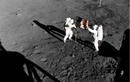 Số phận lạ lùng của túi bụi Mặt Trăng tàu Apollo 11 mang về