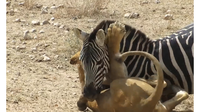 Video: Bị ngựa vằn cắn trả, sư tử kêu la và cái kết bất ngờ