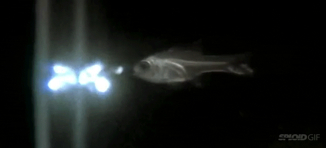 Giải mã bí ẩn loài cá "ma quỷ" phun ánh sáng xanh 