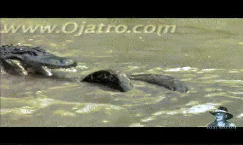 Trăn Miến Điện hung hăng đối đầu cá sấu khổng lồ