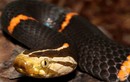 Những loài rắn độc VN, “dân số” đông đảo ở Fansipan
