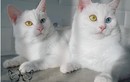 Cặp mèo “đẹp nhất thế giới” gây mê hoặc với mắt tạp sắc