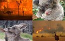 Loạt ảnh động vật xem "rớt nước mắt" trong vụ cháy rừng ở Úc