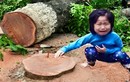 Ảnh chế về vụ chặt 6700 cây xanh ở Hà Nội