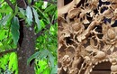 Gỗ cây vàng tâm trồng ở Hà Nội thường dùng làm gì?