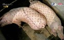 Lợn xăm mình giá gần 2 tỷ đồng độc nhất thế giới