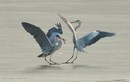 Ảnh động vật tuần qua: Chim diệc kiếm ăn trên mặt nước đóng băng