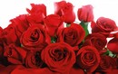 Ý nghĩa của từng màu sắc hoa hồng trong ngày Valentine 14/2