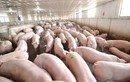 Vietnam Airlines khuyến cáo: Không mang thịt lợn nhập cảnh nhiều nước lúc này