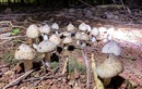 Loại nấm đặc sản mọc từ tổ mối có giá 1,5 triệu đồng/kg