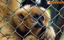 Ám ảnh đôi mắt của đàn khỉ tự kỷ ở Hà Nội