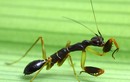 Quái lạ: Con vật nửa kiến nửa bọ ngựa ở Việt Nam