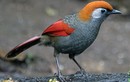 Sửng sốt trước vẻ đẹp của các loài chim khướu Việt Nam
