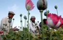Heroin từ Afghanistan tiếp tục đổ ra thị trường toàn cầu, nguy cơ khủng bố ma túy