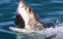 Bí ẩn về đời sống tình dục của cá mập trắng