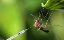 Lộ nguyên nhân “sốc” Bill Gates thả muỗi biến đổi gen ra tự nhiên