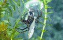 Loài nhện độc lạ nhất Trái Đất: Không ở trên cây mà thích lặn nước