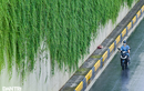 Con đường “bức tường xanh” đẹp như trên phim ở Hà Nội