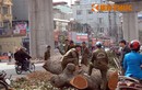 Dư luận phản ứng mạnh, Hà Nội chính thức dừng chặt cây xanh