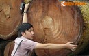 Tận mục bãi tập kết gỗ vụ chặt cây xanh ở Hà Nội