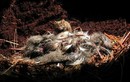 Chuột nhà đã tiến hóa thành một loài ăn thịt khát máu trên đảo hoang