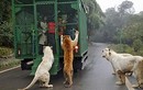 Vườn thú kỳ lạ ở Trung Quốc: Nơi người bị nhốt, vật chạy rông