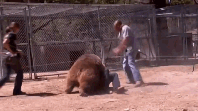 Video: Gấu nổi điên, cắn vào cổ người đàn ông và cái kết kinh hoàng