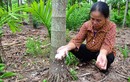 Loại cây ở Việt Nam ăn một nắm muối, trả một phân vàng