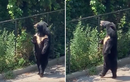 Video: Chú gấu đen hờ hững,dạo bước đi bằng 2 chân "ngắm cảnh"