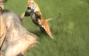 Video: Hổ dữ nhảy vọt qua đầu voi, vồ trúng nhân viên kiểm lâm