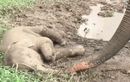 Video: Thấy con nằm bất động, voi mẹ vội kiểm tra hơi thở và cái kết