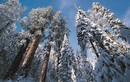 Tuyết phủ trắng rừng cây đại thụ cao nhất nước Mỹ đẹp như cổ tích