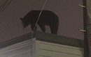 Gấu đen hơn 1 tạ xuất hiện trên nóc nhà dân ở New Jersey